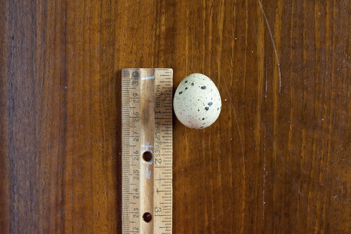 quail egg, ruler