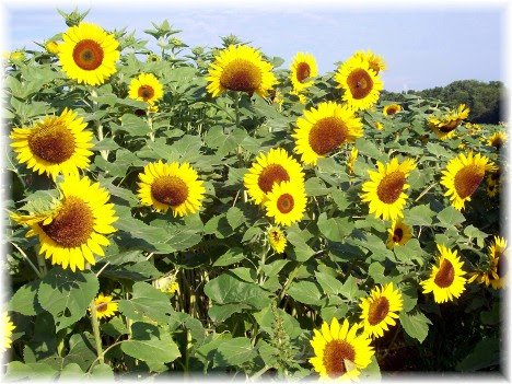 Kraybill Church Road sunflowers 7/20/10
