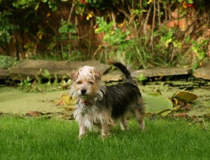 Use tea tree oil to prevent fleas on pets!