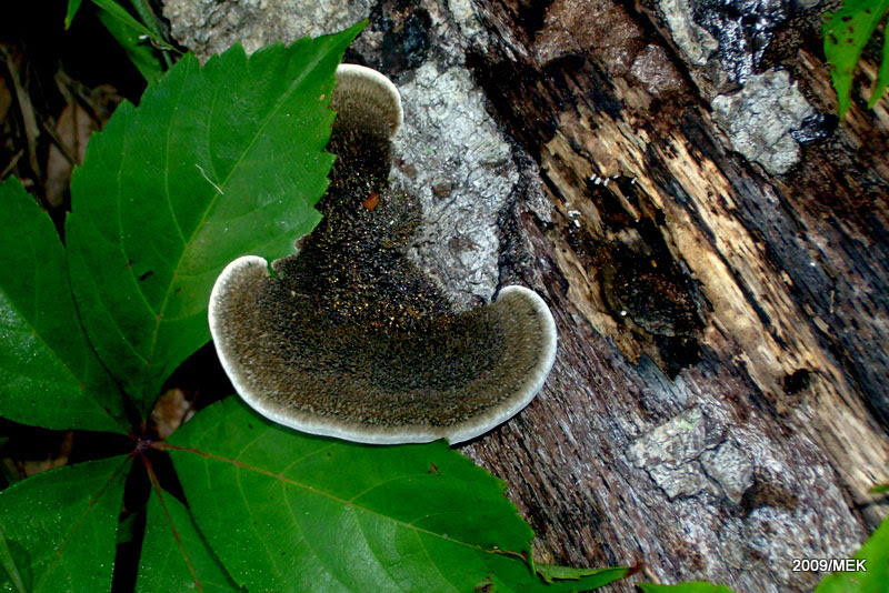 Fungus