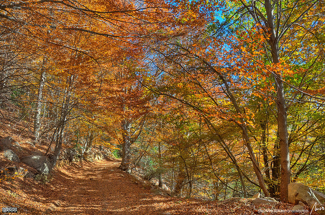 forest and woodland photography