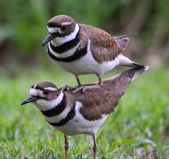 birds