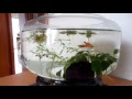 [ベスト] アカヒレ ボトルアクア 繁殖 114818
