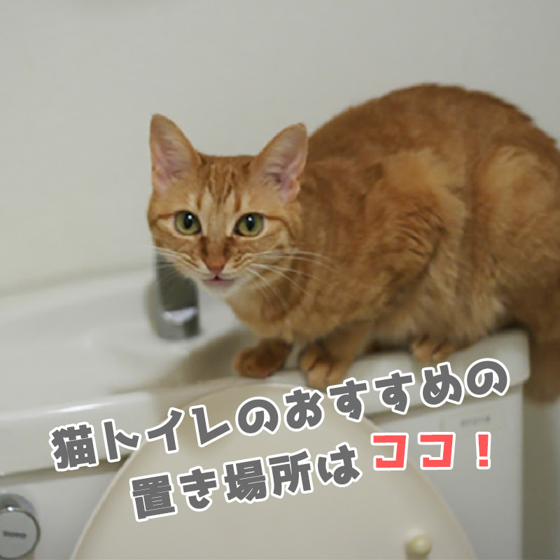 猫トイレのおすすめの置き場所はココ 条件や移動時の注意点は