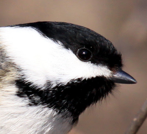 Black-capped Chickadee