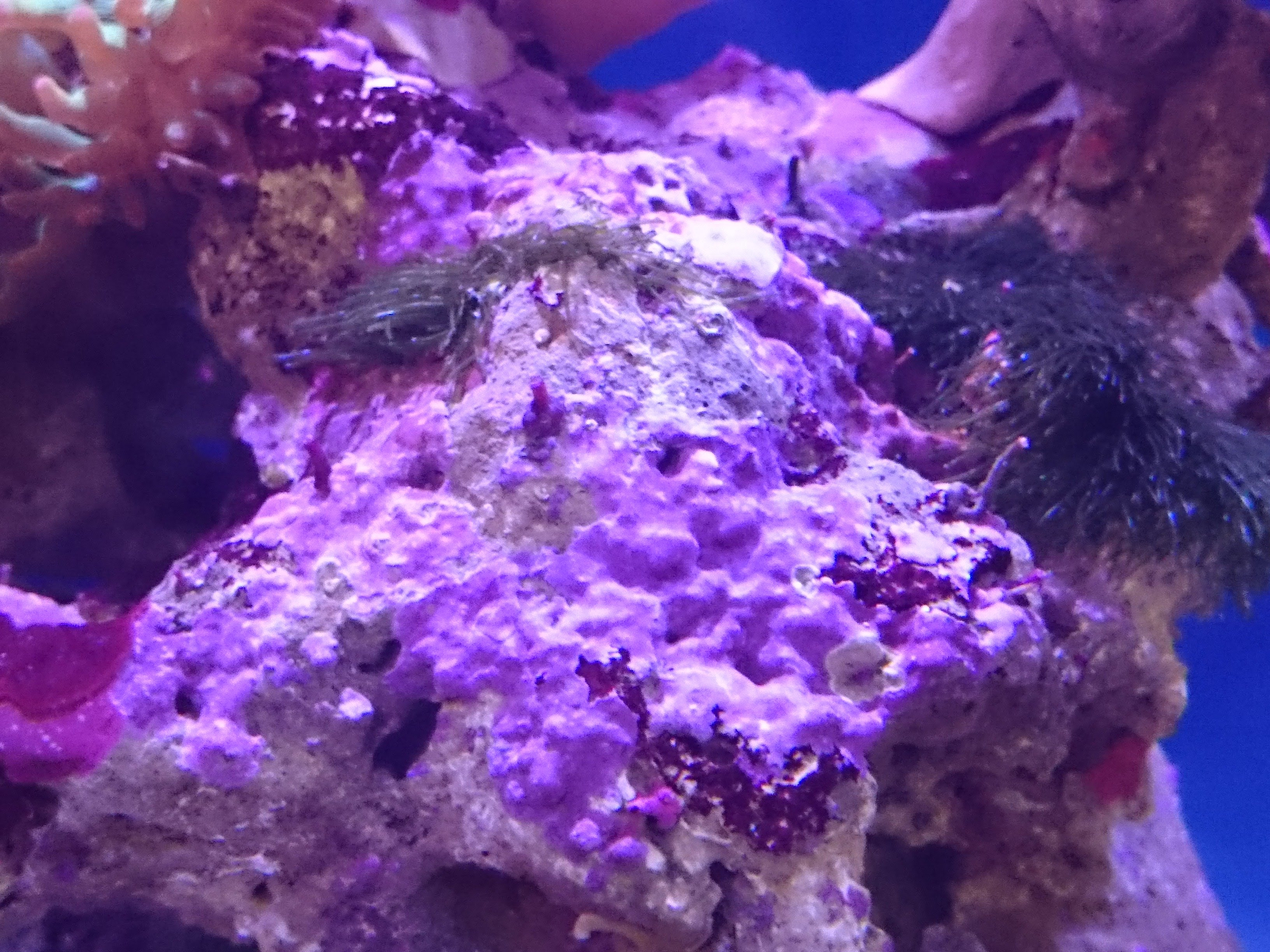 ライブロックに爆殖中の謎の棒状生物 駆除対象 30cm水槽の海水魚飼育