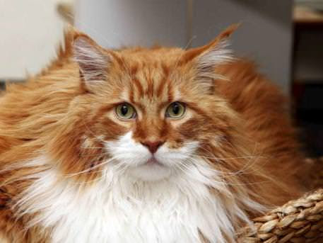 Gambar 10 Koleksi Gambar Kucing Anggora Lucu Imut Hewan di Gambar 10 Koleksi Gambar Kucing Anggora Lucu Imut Hewan di