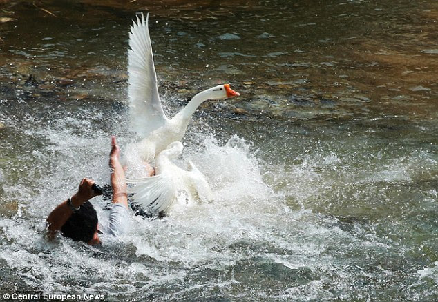 Unfazed locals, who are used to the birds' aggressive behaviour, pulled the struggling tourist to safety