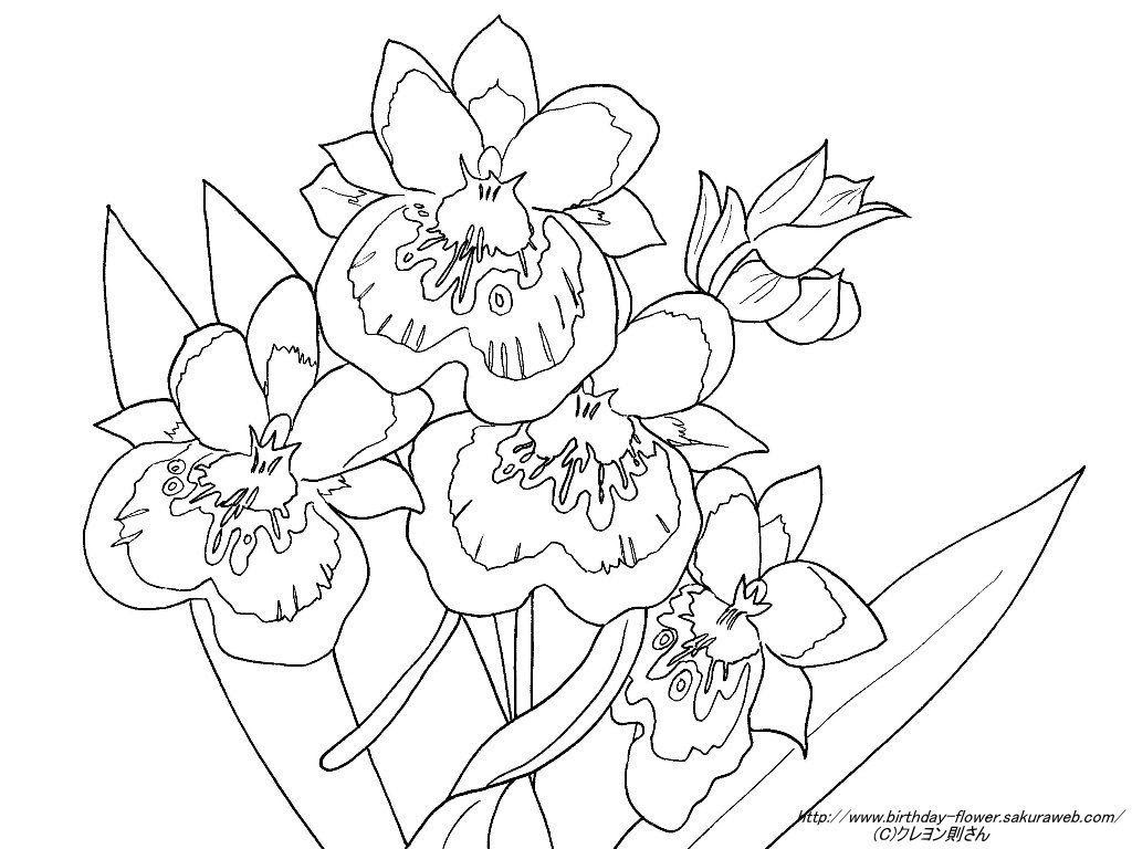 ２月２３日の誕生花のミルトニアの下絵ー誕生花の塗り絵