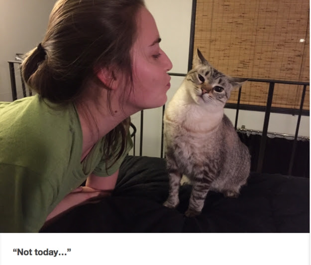 Funny cat pictures
