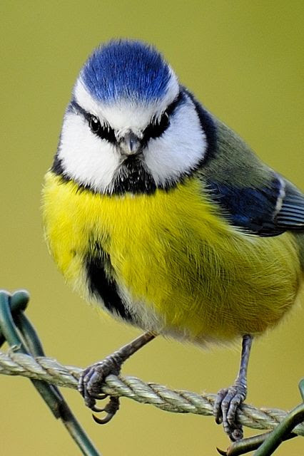 Gotta love the blue mohawk on this little guy.