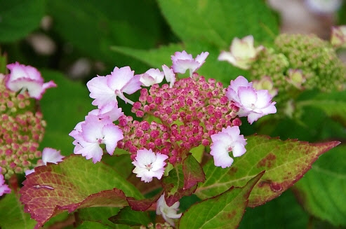花菖蒲の名所でアジサイの固有品種を楽しむ 加茂花菖蒲園 たそがれの写真家が書くあれやこれや 楽天ブログ