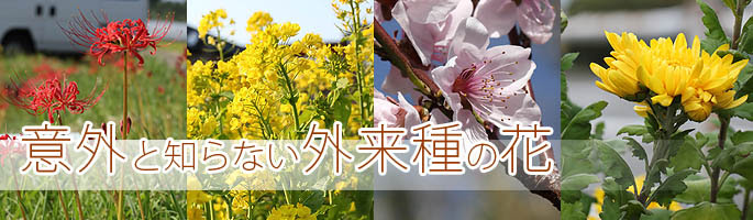 外来種の花 日本渡来時期