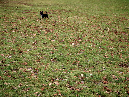 dog