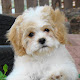 Cavachon Information And Facts