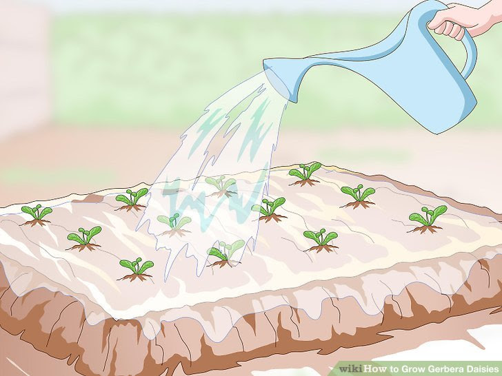 Grow Gerbera Daisies Step 12.jpg