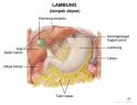 lambung