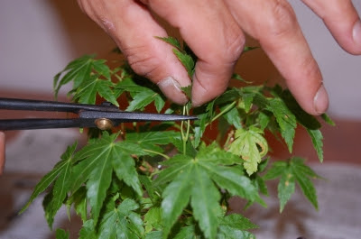 盆栽 お手入れ講座