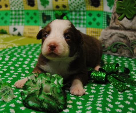 Hit the ice with tutor. Shamrock Rose Aussies - ï»¿ï»¿ï»¿ Welcome to Shamrock Rose