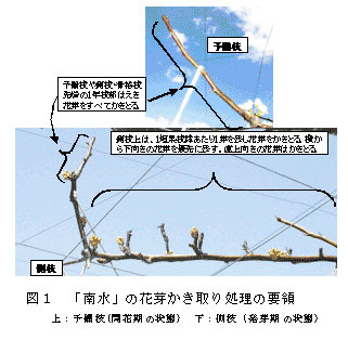 ニホンナシ 南水 の花芽かき取り処理による着果管理の省力化