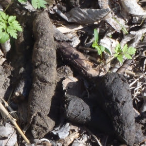 Brown Or Black Droppings Internet Center For Wildlife Damage Management