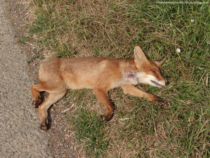 Renard From Homeschool To Life