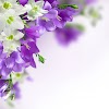 Purple And White Flower Wallpaper