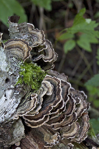 turkey tails