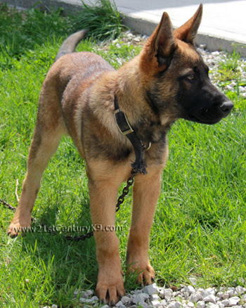 Belgian Malinois Breeder serving Windsor Ontario, Essex ...