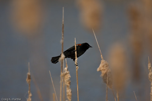 Red-winged Blackbird