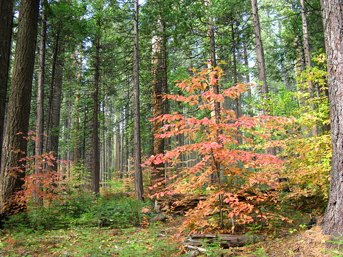 Calaveras Big Trees SP