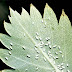 Little Black Bugs Eating My Plants / Many types of houseplant bugs piggyback their way into your house from the nursery.