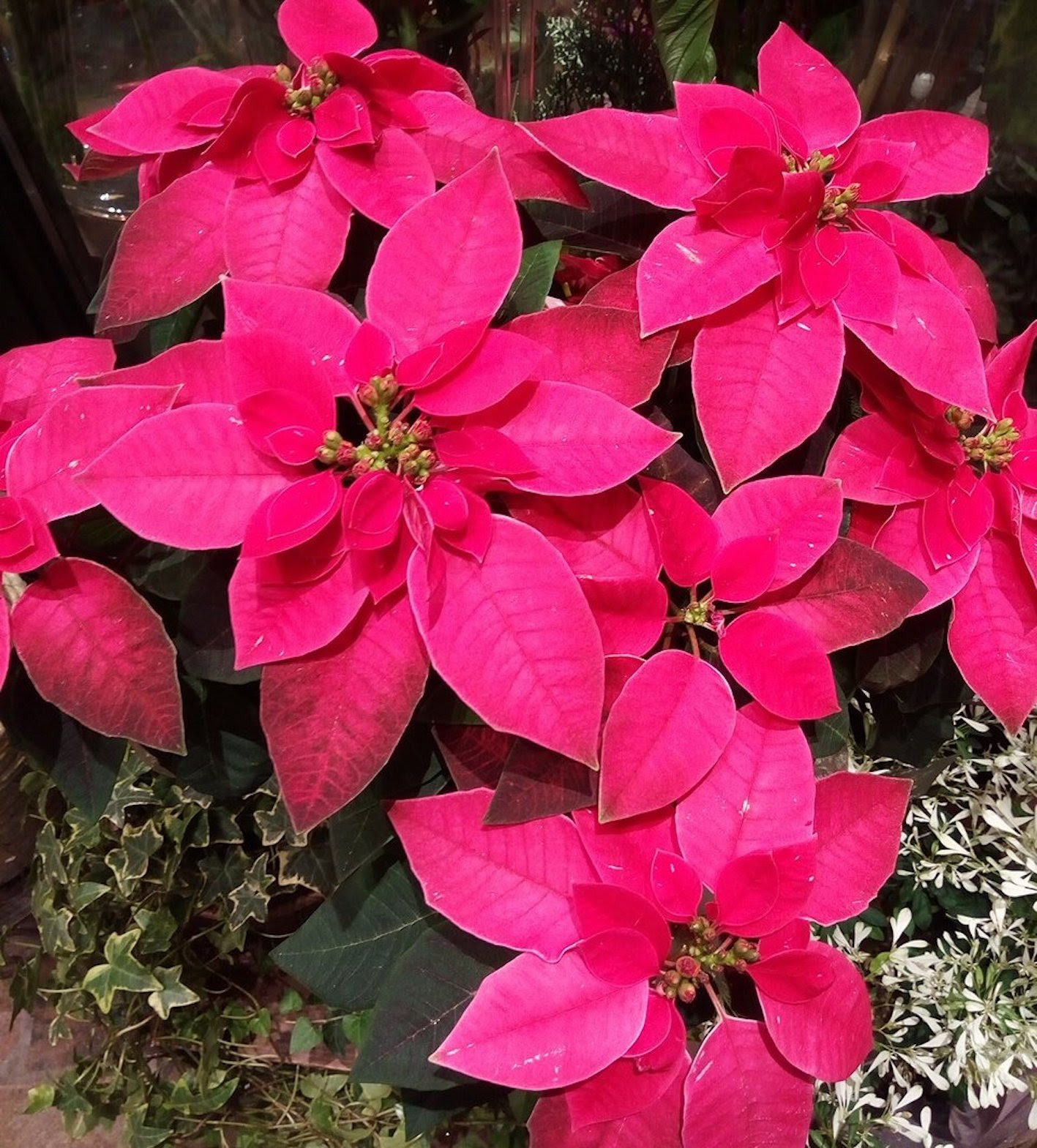 ピンク色のポインセチアの種類 プリンセチア ってどんな種類 植物navi