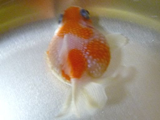 ピンポンパール水泡の治療 発生から１２日目 金魚飼育のブログ 楽天ブログ