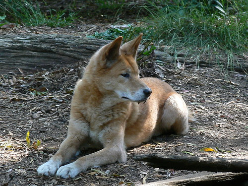 Orange--Fighter In Training--Male ((KILLED))