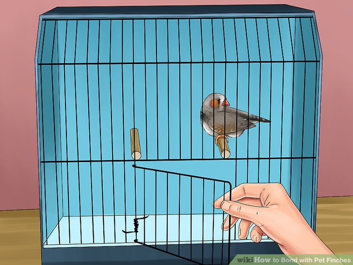 Bond with Pet Finches Step 15.jpg