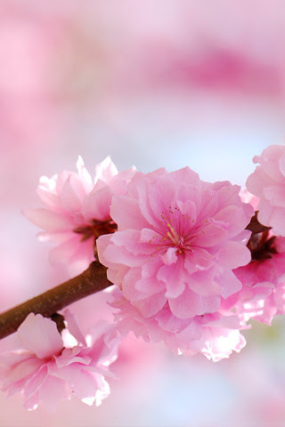 beautiful flower wallpaper. of 130 eautiful flower