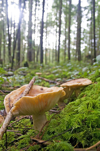 big shrooms