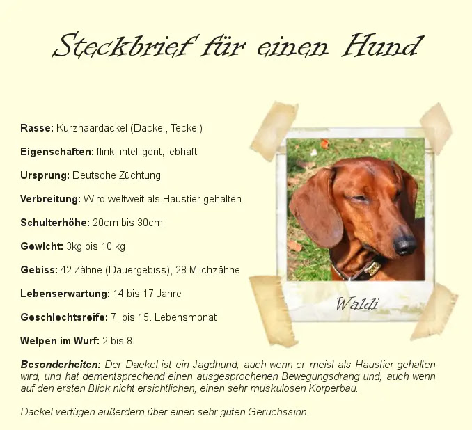 Steckbrief | Aufbau, Beispiel und Muster-Lösung ...