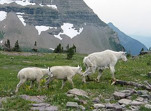 Rocky Mountain Goats (Oreamnos americanus), Wa...