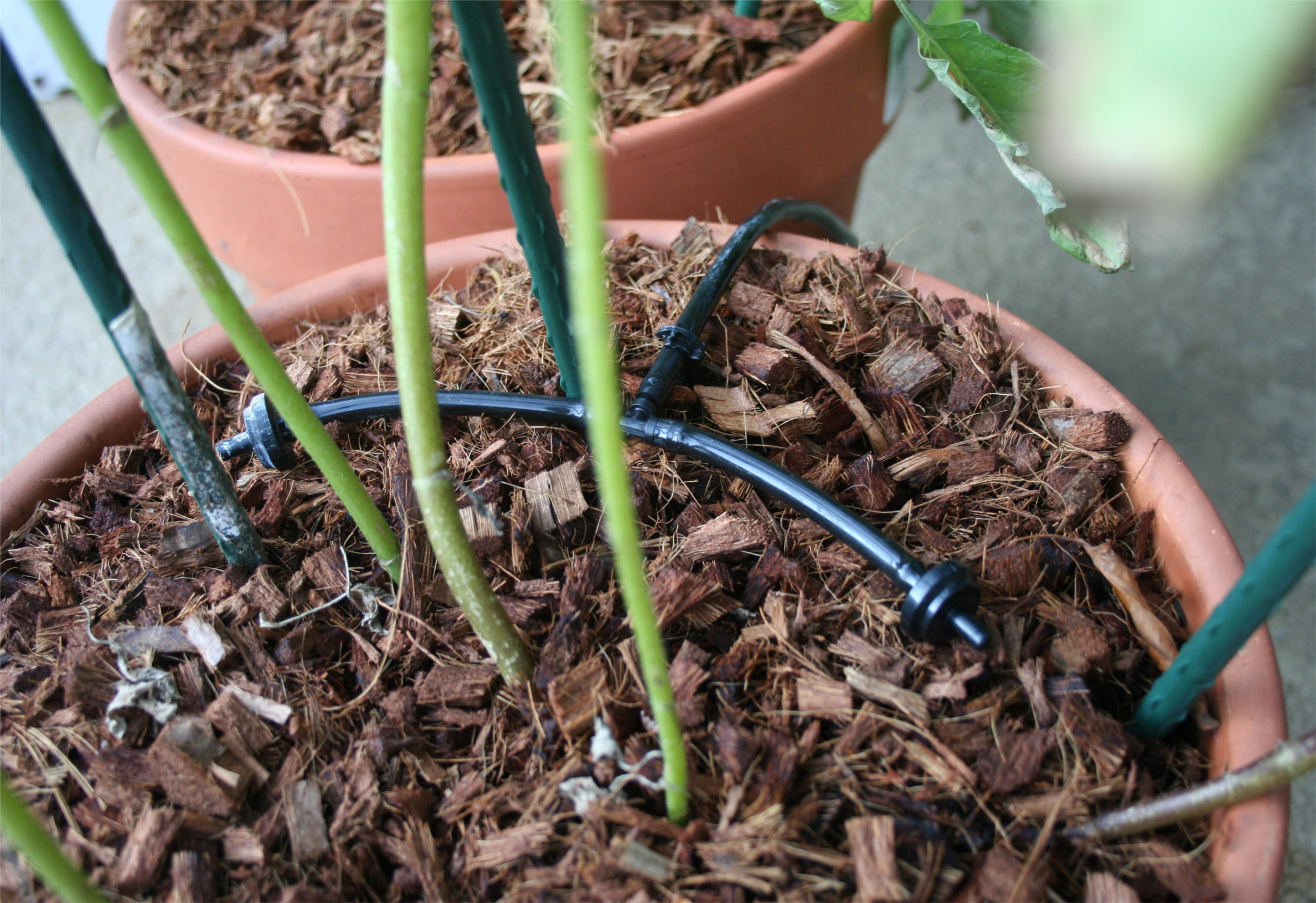 Home Made Drip System 300x205 GUIDE: Self Watering Outdoor Container ...