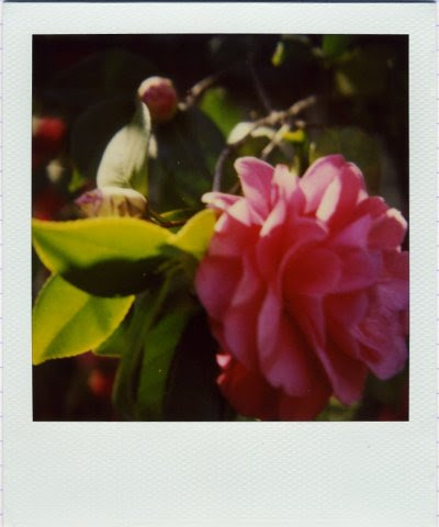 camillia
