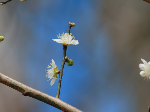 花を食べるヒヨドリ ふれあいブログ