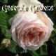 Cressida