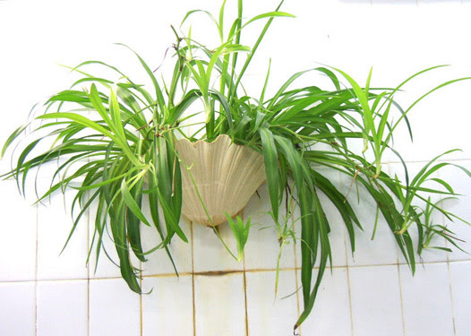 室内花草摆放风水 大家找算命网