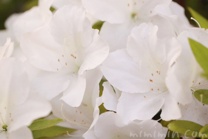 ツツジの花言葉 名前の由来 白いツツジの花の写真 みみみんブログ