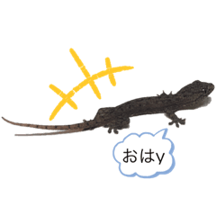 Lineスタンプ やもり の完全一覧 全236種類