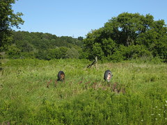 The field's revenge