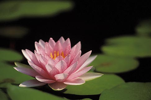 Thailand, Sukhothai, Lotus | David Sanger Photography