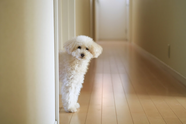 初対面の犬にはどう接する 仲良くなるための触り方を覚えよう